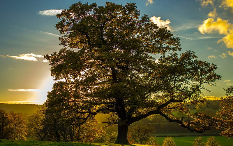 HD-wallpaper-sunset-hidden-behind-a-glorious-tree-sunset-tree-clouds-meadow